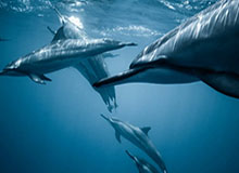 库里复出26分钟砍26分，勇士1分栽了火箭手里